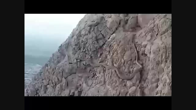 مار در کوه صفه اصفهان