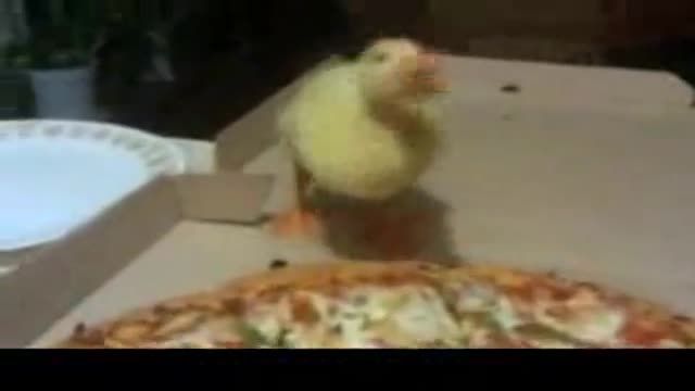 پیتزا خوردن جوجه اردک