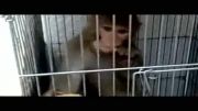 بربری خوردن میمون
