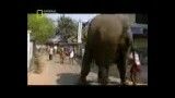 اثرات خشم فیل