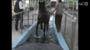 درمان جراحت اسب ها در ژاپن