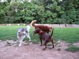 گرگ و سگ نژاد pitbull
