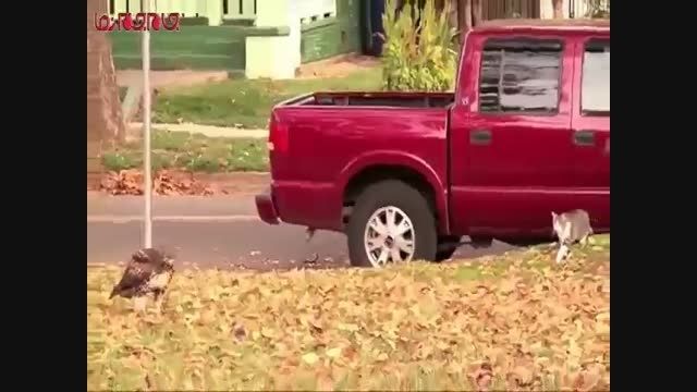 عقاب و گربه فضول فیلم کلیپ ویدیو گلچین صفاسا