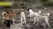 نبرد توله گرگ با 5 سگ