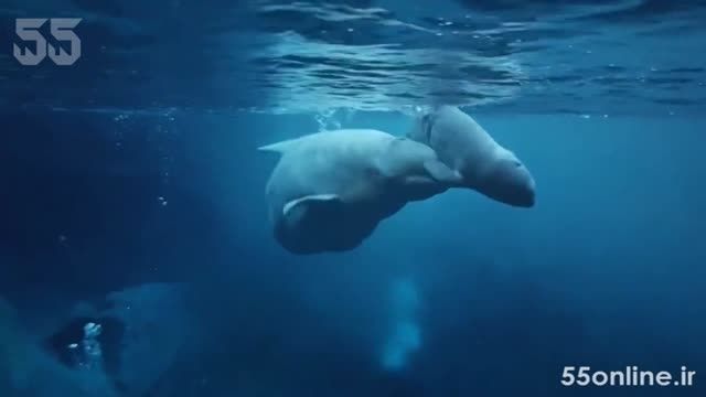 لحظه به دنیا آمدن نوزاد نهنگ سفید