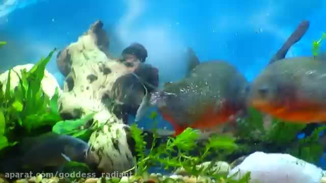 زنده خوردن ماهی توسط ماهی پیرانا
