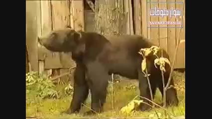 حمله خرس سیاه به انسان!