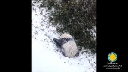 دیدن برف برای اولین بار توسط پاندا