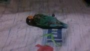 خوابیدن Lovebird مثل انسان