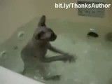 گربه علیه آب