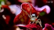 شکار حشرات توسط گیاهان حشره خوار