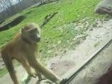 میمون بی ادب