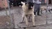 سگ کنگال مقابل سگ قفقازی
