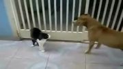 شمشیر بازی گربه با دو سگ
