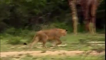 حمله گله شیرها به یک زرافه غول پیکر