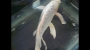 فروش ماهی کوی باله بلند سفید چرم شماره -95-platinium 35cm