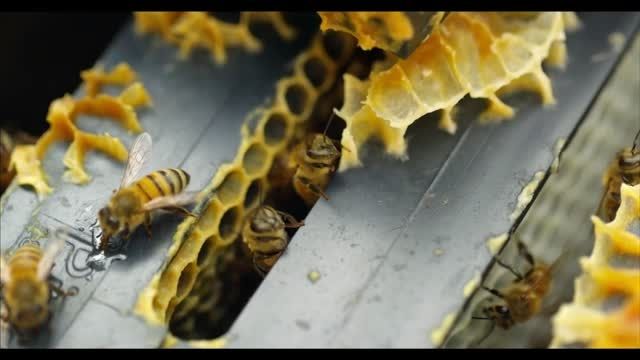 ویدیو بی نظیر از زنبور عسل