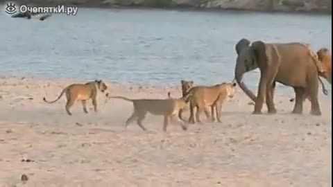 حمله 14 شیر به فیل جوان