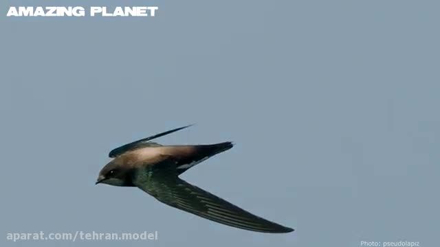 سریعترین پرندگان جهان