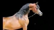 اسب عرب آدمیرال جی