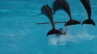 بازی با دلفین