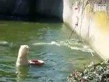 حمله خرس قطبی به زن