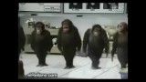 میمون رقصنده