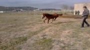 کره اسب - اردبیل