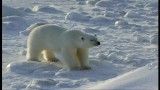 نبرد خرس قطبی و سگ نژاد هاسكی