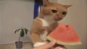 هندوانه خوردن گربه خنده دار کلیپ پر بازدید در youtube