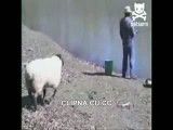 گوسفند مردم ازار