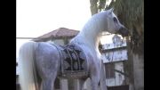 اسب Amir Al Shaqab با کیفیت HD