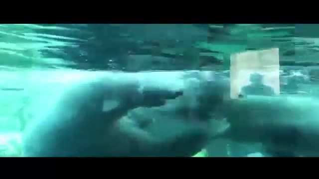 جنگ دو خرس قطبی زیر آب