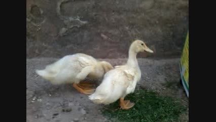 اردک های من