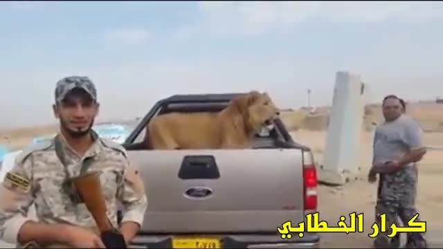 حشدالشعبی و شکار یک شیر در منطقه داعشی ها - سوریه