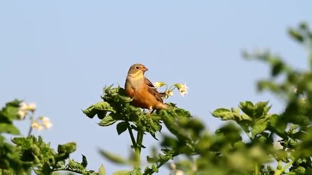 زرد پره سر حنایی