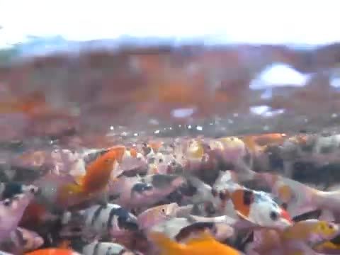 ماهی کوی باله بلند محصول Yamazaki