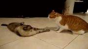 صحبت دو گربه ناقلا