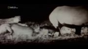 حمایت شیر نر از بچه کرگدن در برابر حمله کفتارها ( کیفیت HD )