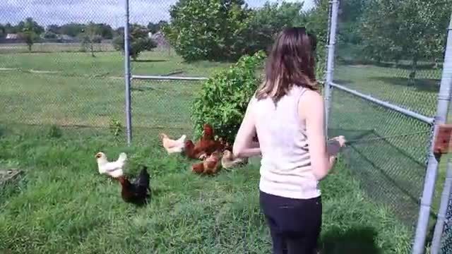مزرعه نگهداری و پرورش مرغ