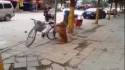 نگهبانی جالب سگ از دوچرخه صاحبش!