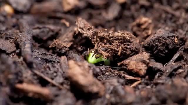 تایم لپس رشد گیاه(HD)