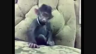 خندیدن یک میمون گوگولی !
