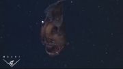 زشت ترین ماهی اعماق اقیانوس - دانستنیها