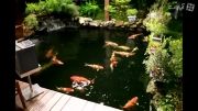 ماهی کوی  نگین  حیاط خونه  ژاپنی ها