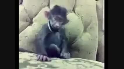 خنده ی میمون