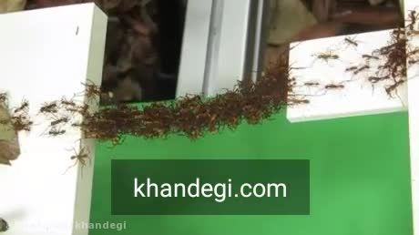 پلی از لکشر مورچه ها