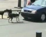 سگ و خودرو