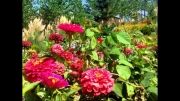 گلهای رنگارنگ پارک آزادگان کرج