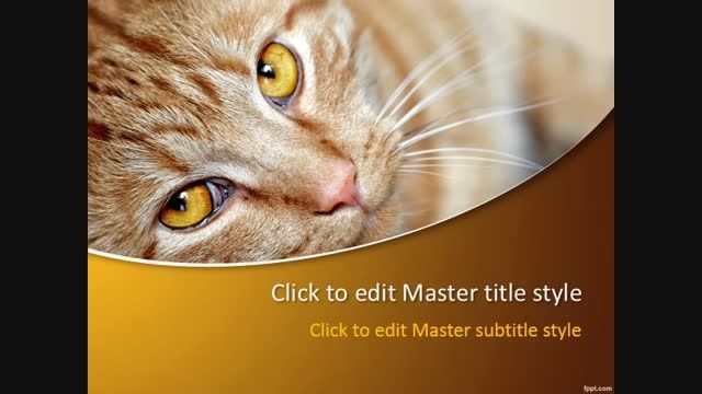 Cat PowerPoint Template